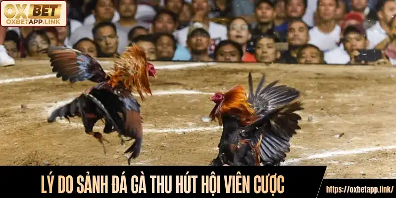 Lý do sảnh đá gà thu hút hội viên cược