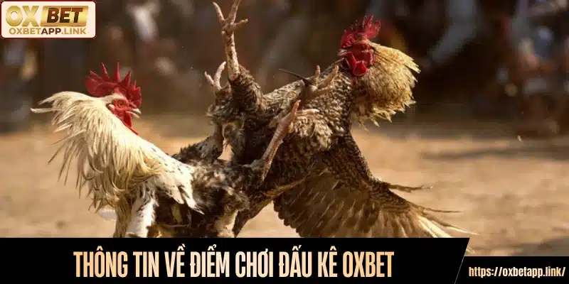 Thông tin về điểm chơi đấu kê Oxbet